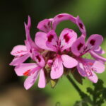 ゼラニウム・エジプト（Pelargonium × asperum）の花の写真