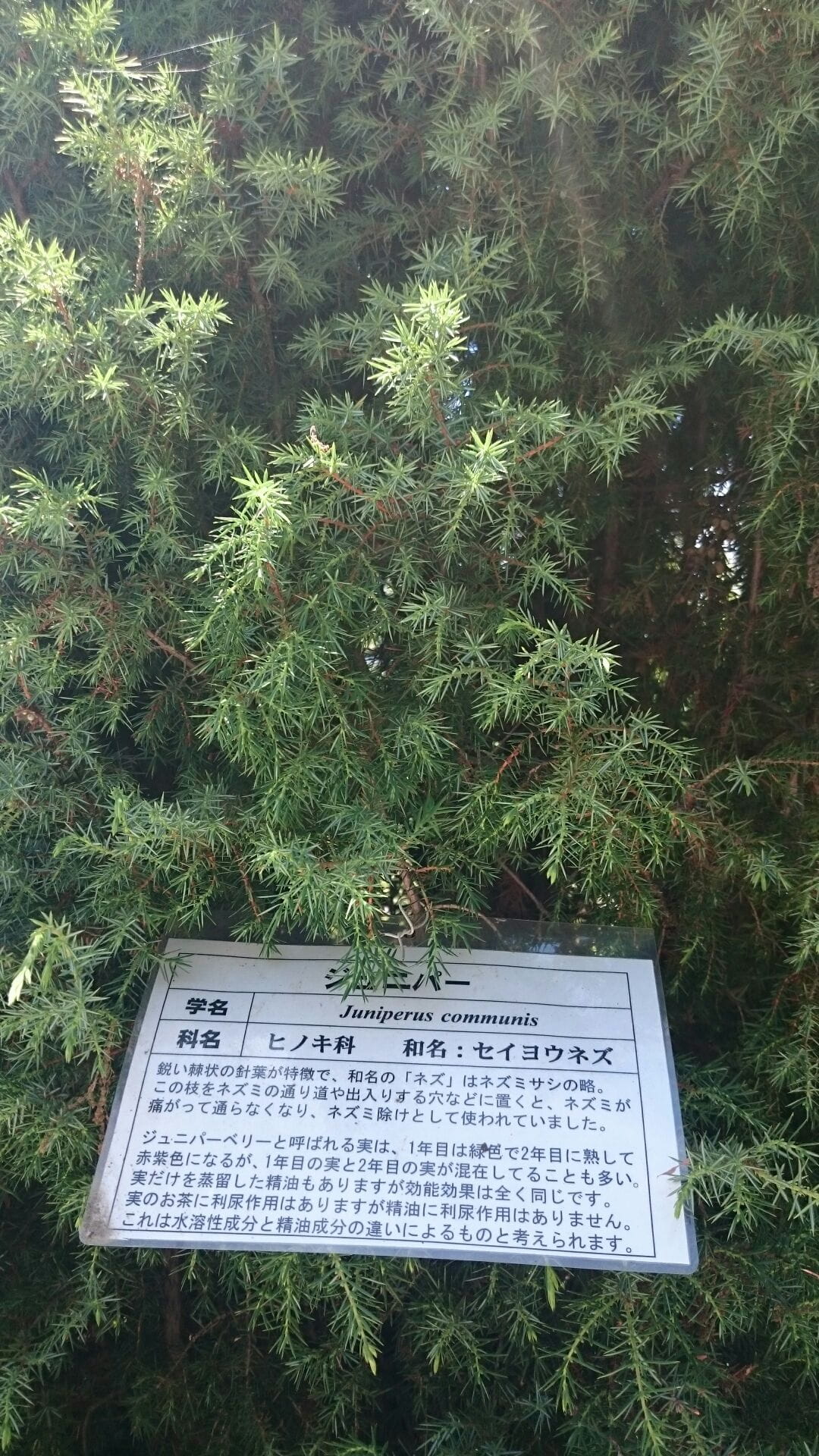 ジュニパー精油の効能と使い方｜心と身体をデトックスする力