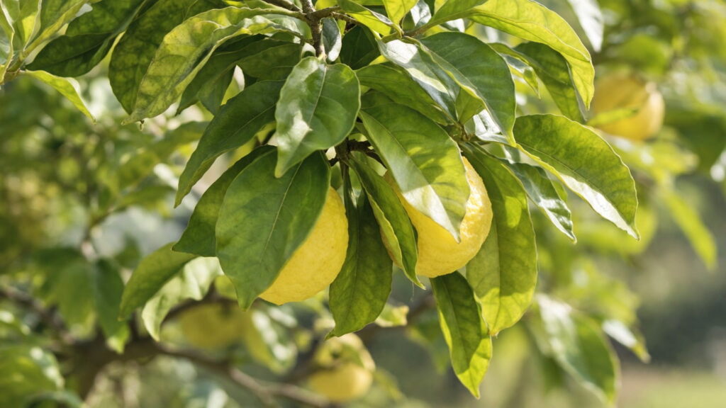 ベルガモットの果実が木になっている様子