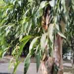 ユーカリ・レモンの木と細長い葉の様子