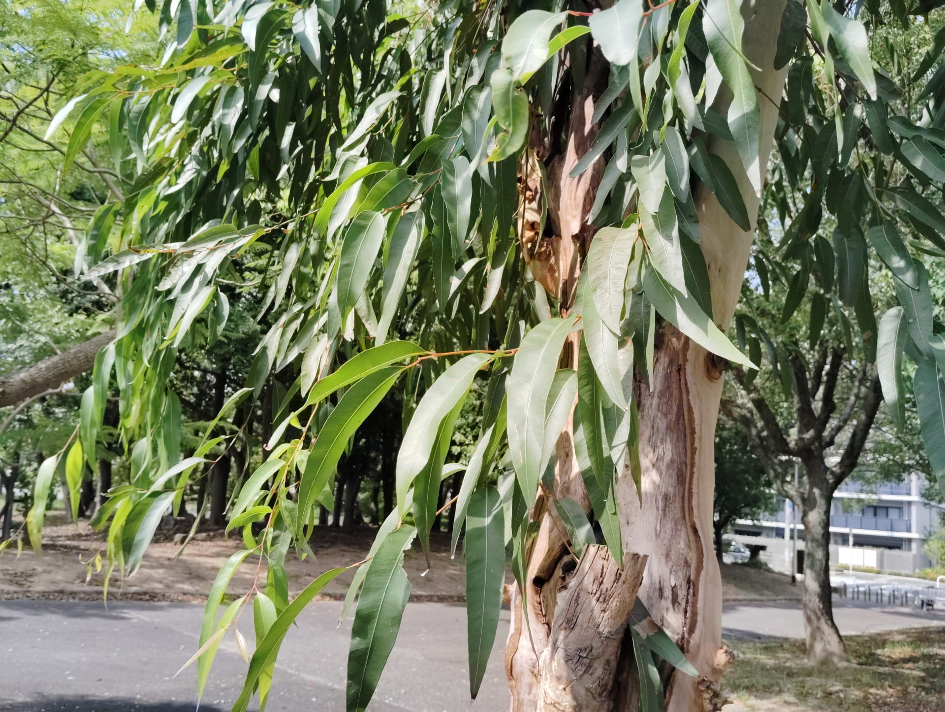 ユーカリ・レモン精油の効能と使い方｜蚊よけと肩こり・腰痛などの炎症ケアに役立つ精油