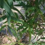 ユーカリ・ラディアタの細長い葉と枝の様子