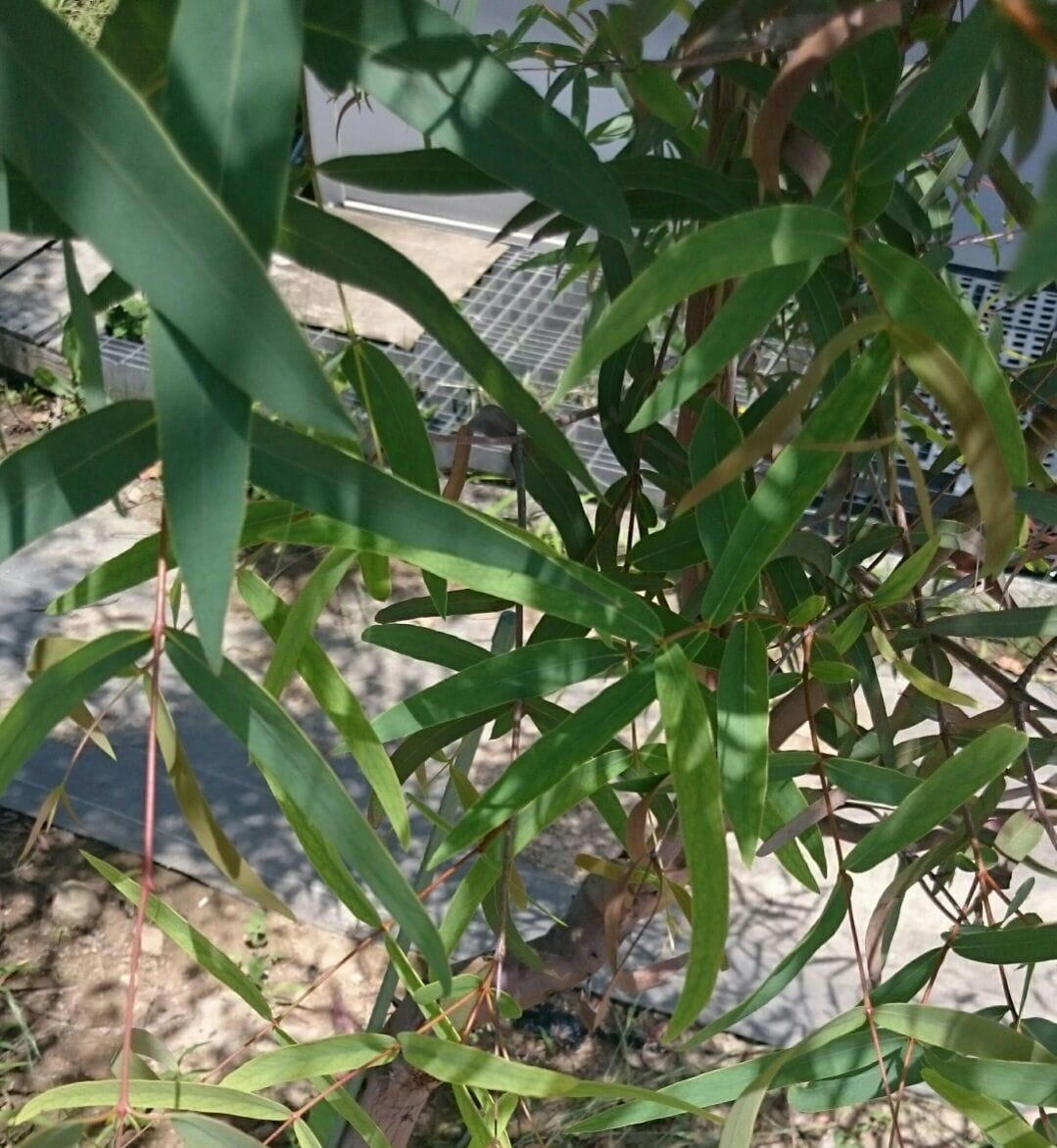 ユーカリ・ラディアタ精油の効能と使い方|風邪のひきはじめの喉・鼻の不調に