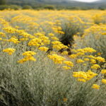 ヘリクリサム・イタリカムの黄色い花が群生する畑の様子