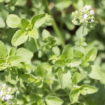 マジョラムの植物（シソ科ハーブ）