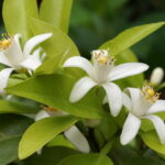 ネロリ精油の原料であるビターオレンジの白い花