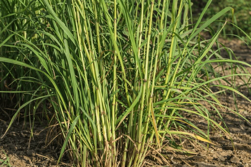 パルマローザ(Cymbopogon martinii)の株の様子