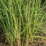 パルマローザ（Cymbopogon martinii）の株の様子