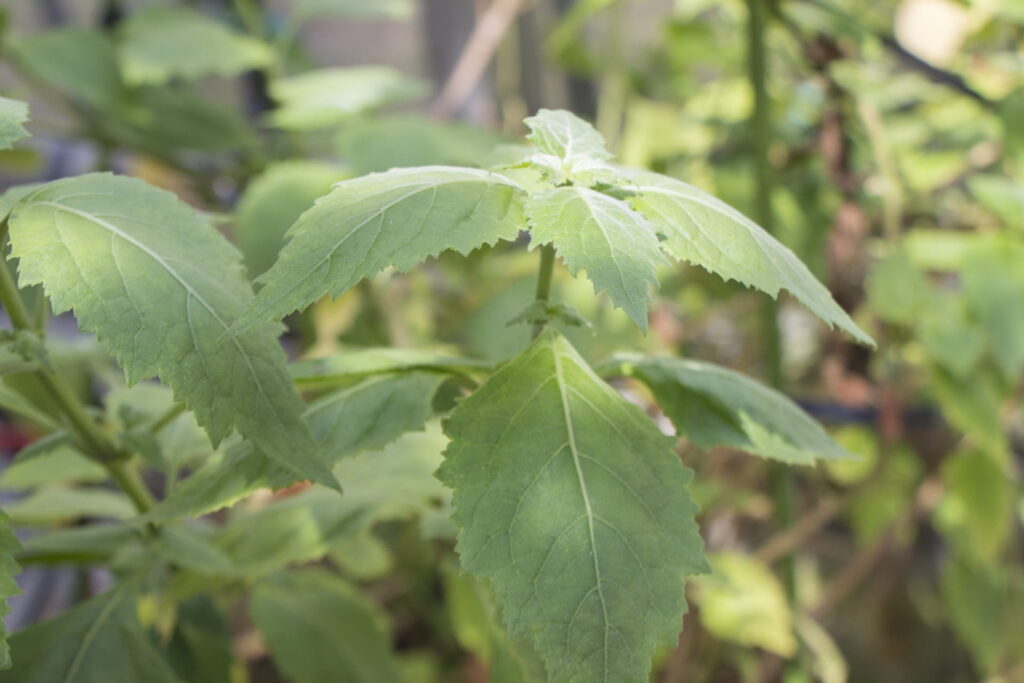 パチュリーの植物の葉（Pogostemon cablin）