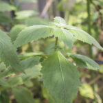 パチュリーの植物の葉（Pogostemon cablin）