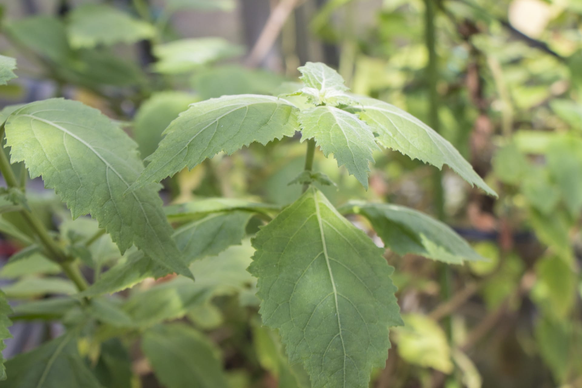 パチュリー精油の効能と使い方｜ニキビ跡・スキンケアと心の安定に役立つ理由