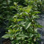 ペパーミントの葉が生い茂る様子（シソ科のハーブ植物）