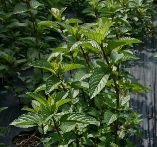 ペパーミント精油の効能と使い方｜頭痛・肩こり・鼻づまり・消化不良に役立つ精油