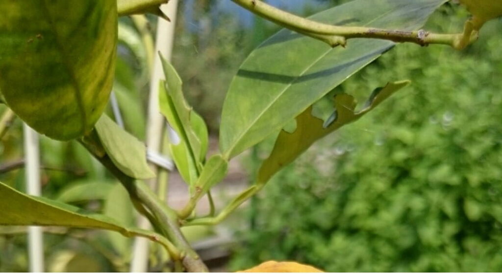 プチグレン精油の原料となるビターオレンジの葉（Citrus aurantium）