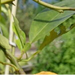 プチグレン精油の原料となるビターオレンジの葉（Citrus aurantium）