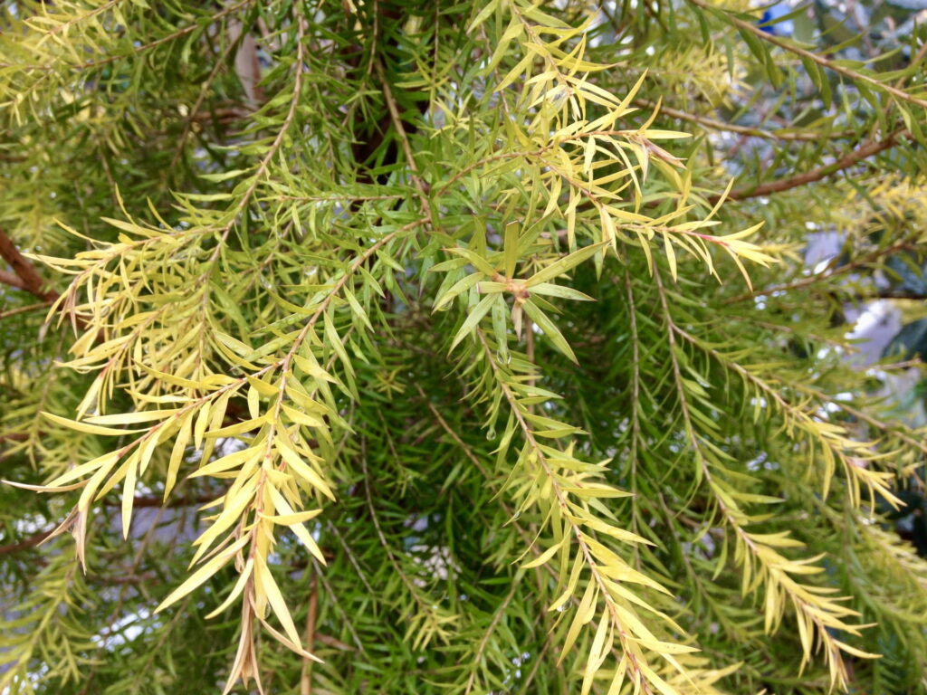 ティートゥリー（Melaleuca alternifolia）の細長い葉