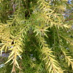 ティートゥリー（Melaleuca alternifolia）の細長い葉