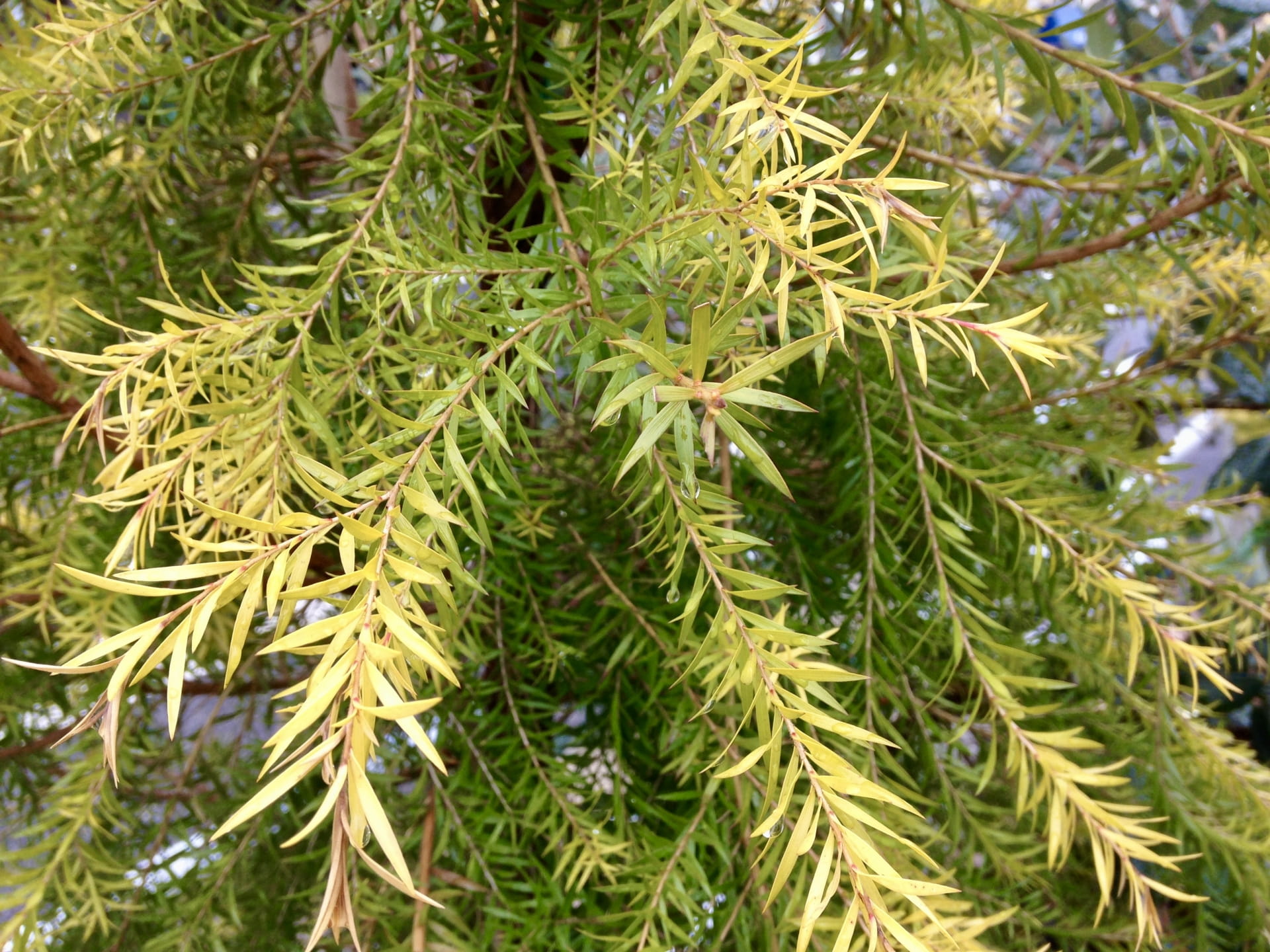 ティートゥリー精油の効能と使い方｜抗感染に役立つ精油