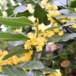 月桂樹（ローレル）の黄色い花と緑の葉