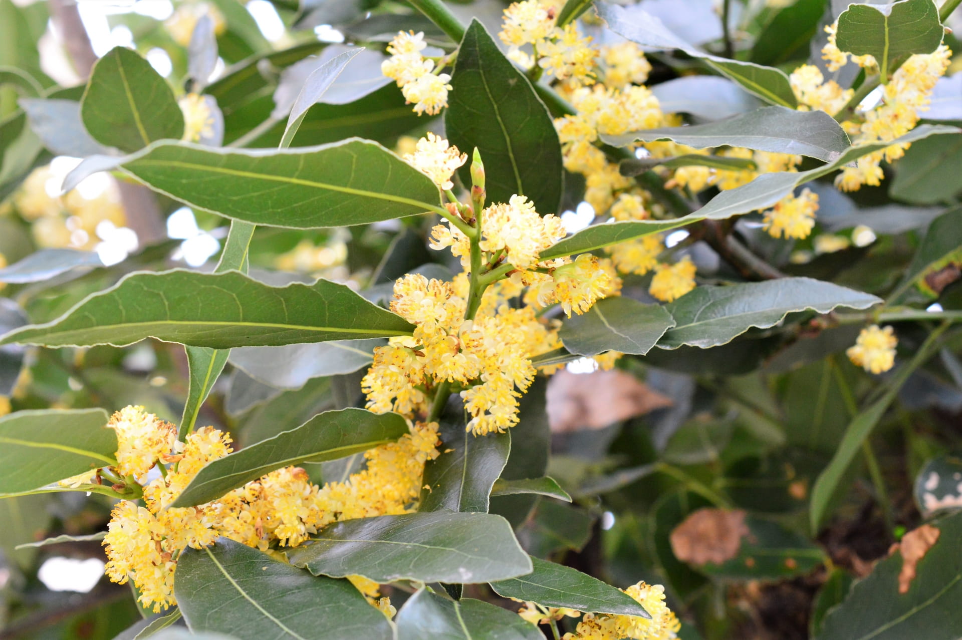 ローレル（月桂樹）精油の効能と使い方｜自律神経を整え、勝利に導く精油