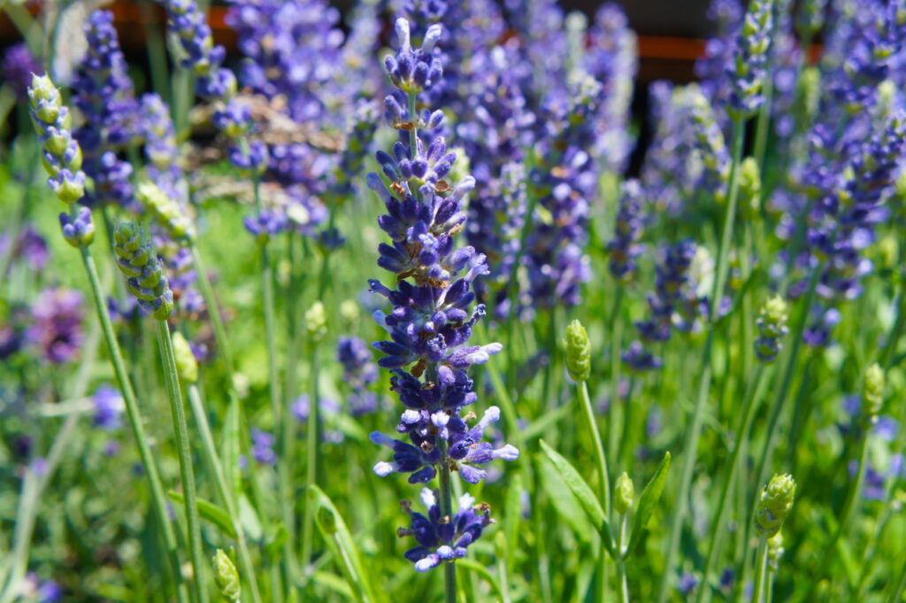 ラベンダー・アングスティフォリアの花(イングリッシュラベンダー)