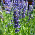 ラベンダー・アングスティフォリアの花（イングリッシュラベンダー）