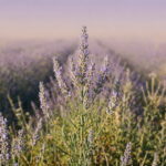 ラベンダー・スピカ精油の原料植物（花穂とラベンダー畑の様子）