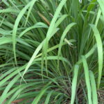 レモングラスの葉が茂る様子｜イネ科の精油植物