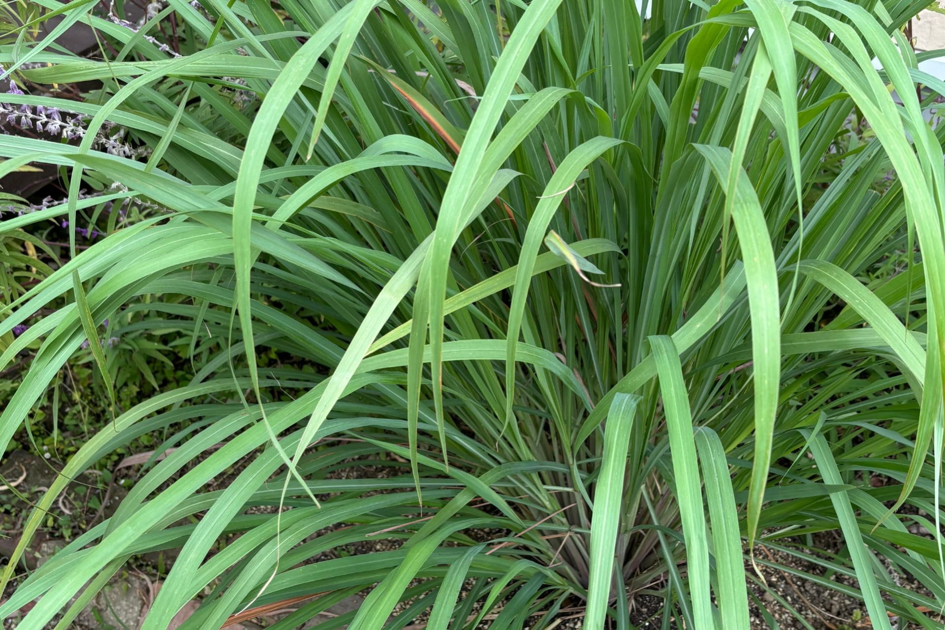 レモングラス精油の効能と使い方｜肩こり・腰痛・蚊よけに役立つ精油