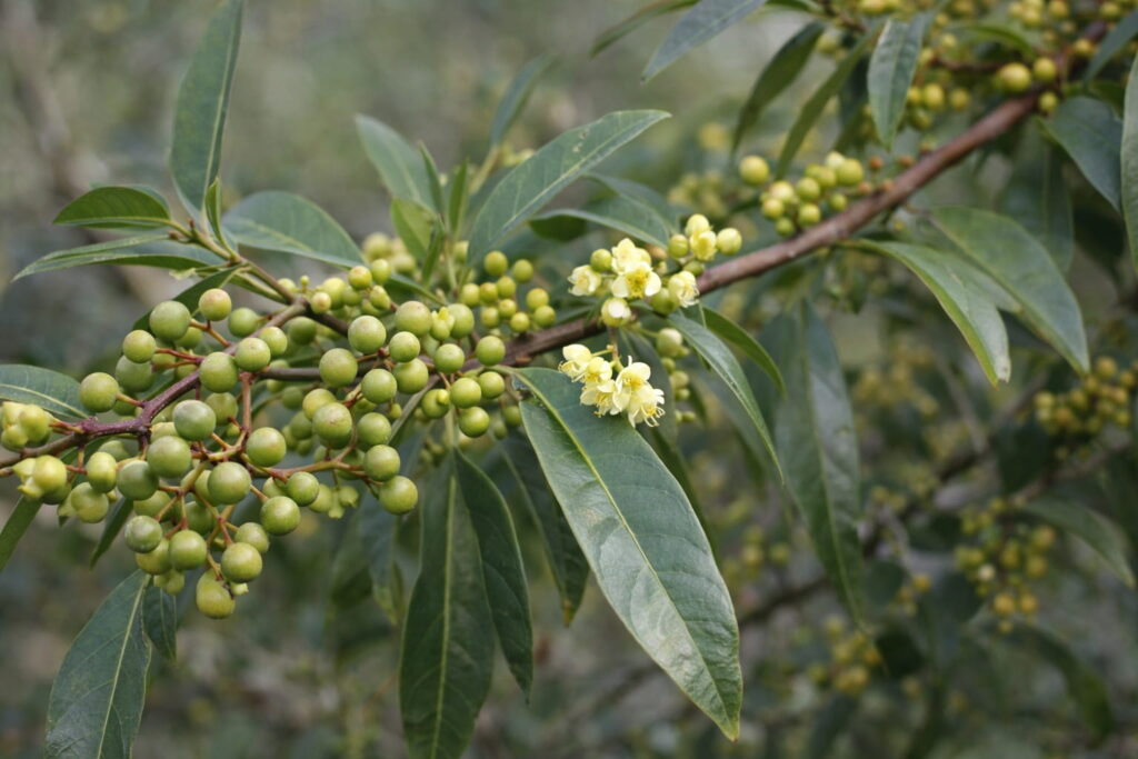 リトセア（Litsea cubeba）の葉と実と淡い黄色の花