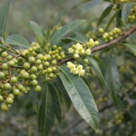 リトセア（Litsea cubeba）の葉と実と淡い黄色の花