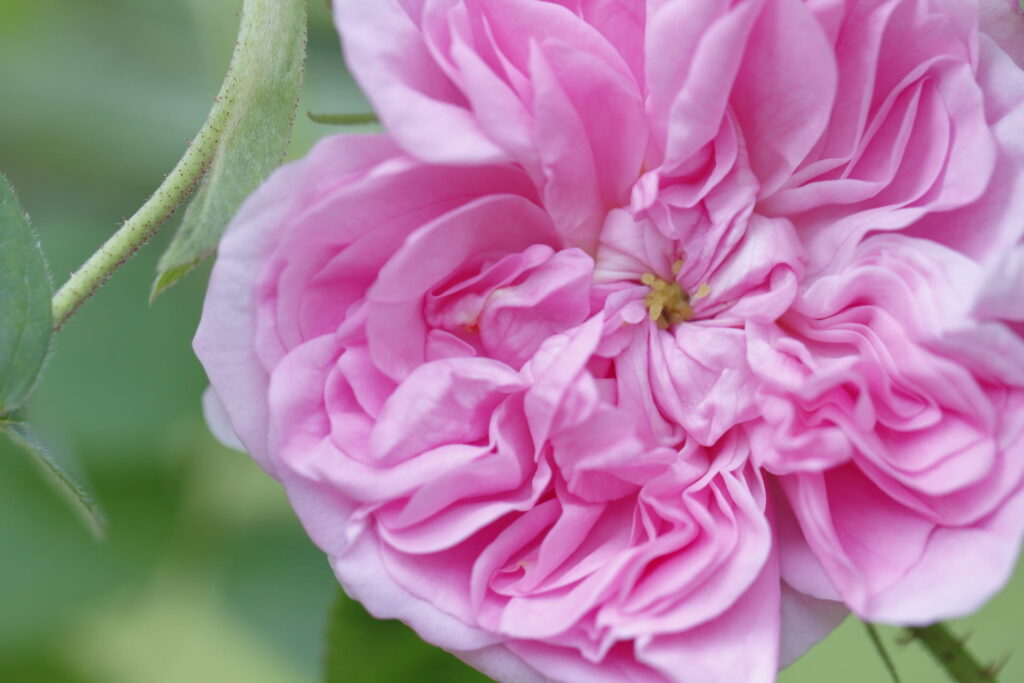 ローズ精油の原料であるダマスクローズの花のクローズアップ
