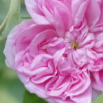 ローズ精油の原料であるダマスクローズの花のクローズアップ