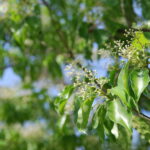 ラヴィンツァラの葉とつぼみの様子 清涼感のある精油の原料植物