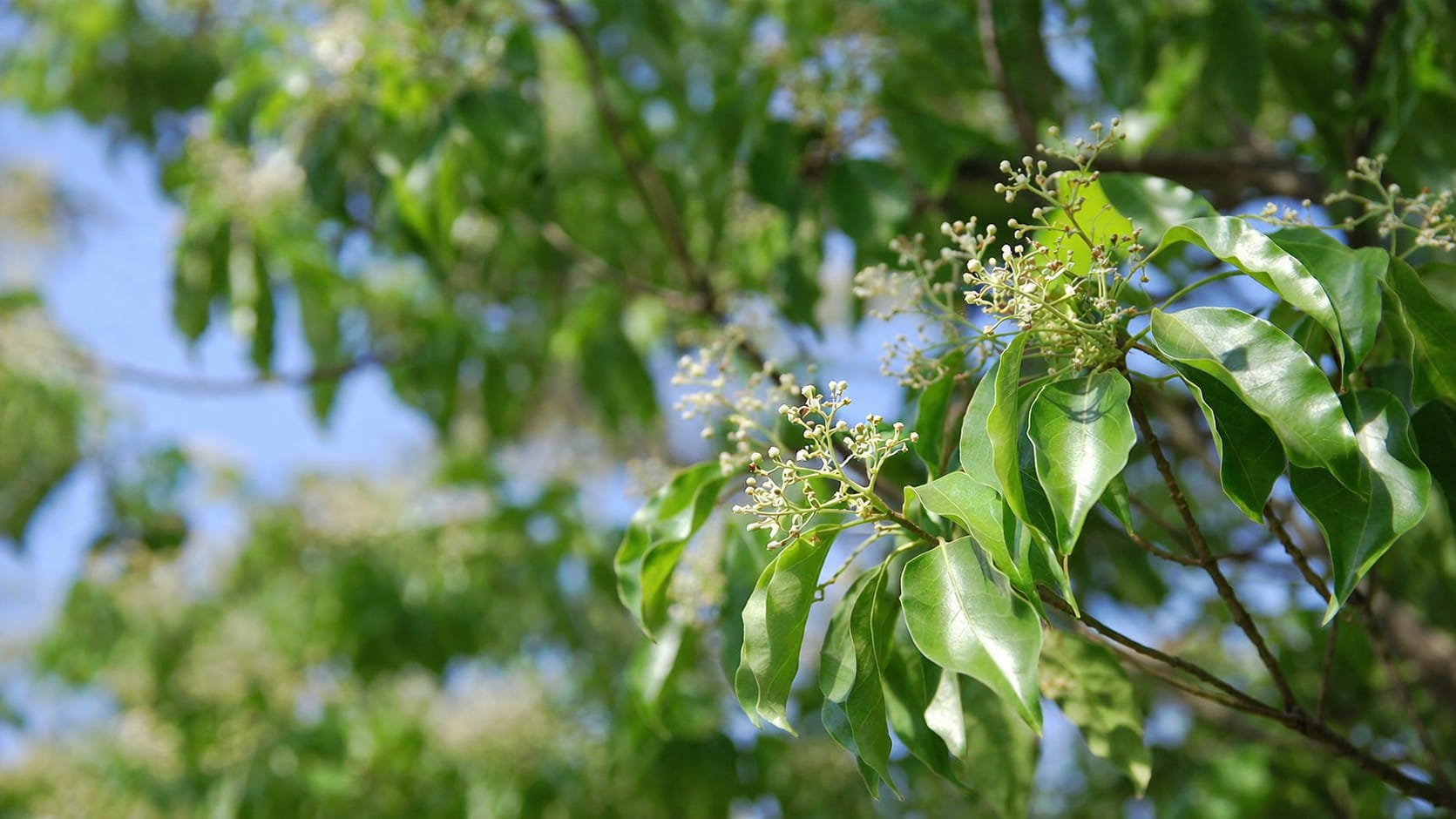 ラヴィンツァラ精油の効能と使い方｜風邪の引き始めの違和感にユーカリとすぐ使いたい精油