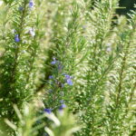 ローズマリー・カンファーの花と葉の様子