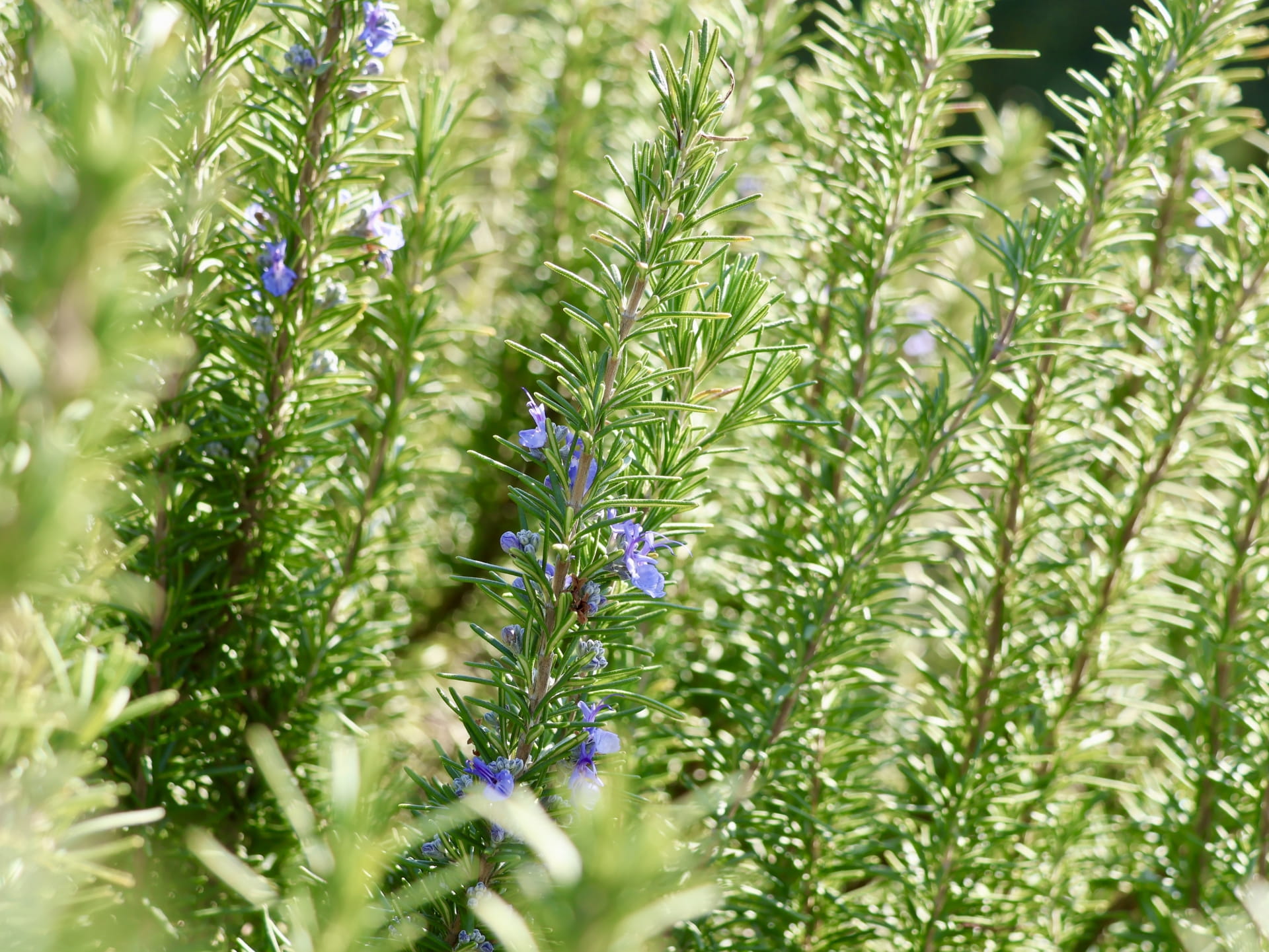 ローズマリー・カンファー精油の効能と使い方|筋肉疲労・肩こりに役立つ精油