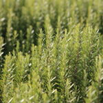 ローズマリー・シネオールの葉の様子