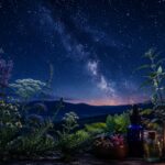 メディカルアロマと占星術の関係をイメージした、星空とハーブが広がる幻想的な風景。