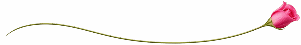 ピンクのバラをあしらった植物の飾り罫